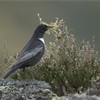 Ring Ouzel (Turdus torquatus) perched with nesting material, Scotland